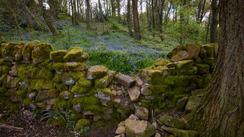 Dry stone wall bluebells This landscape photograph shows a dry stone wall in the foreground, covered in moss and weathered by time, with a forest of tall trees behind it. The ground beyond the wall is densely carpeted with vibrant bluebells, indicating the spring season, as their blooms are typically seen at this time of year. Soft, natural daylight typical of late morning illuminates the scene, highlighting the rich green foliage and the colors of the bluebells amongst the trees. The photograph captures the tranquil atmosphere of a forest setting, with the dry stone wall acting as a visual element that separates the viewer from the woodland beyond.